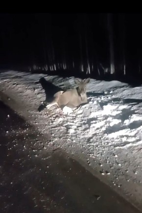 Тюменцы сообщают о раненом лосе на трассе