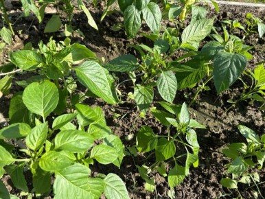 ��� �������� �������� ������ ������: ��� �������� ���������