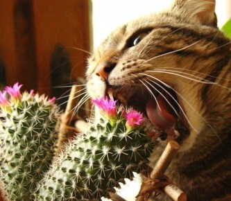 ��� ������� ��������� ����� � ������� ���������� � ����������