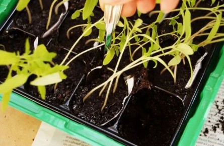 ������ ������������ ������� ������� � ��� ��� ���������: 7 ��������