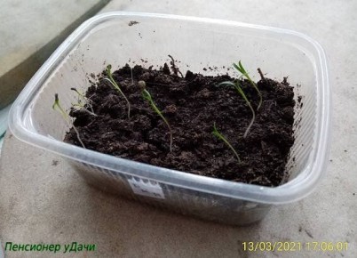 ������ �� ������� �������: ��� ��������� ������� � ������� ��������� ������