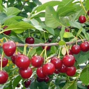 ��� ������� �����, ���������� � ��������: ����� � ����������� ������������