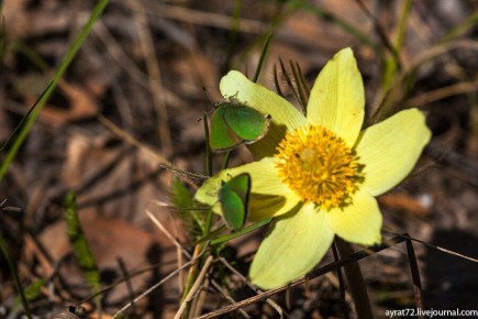 Сингульский лес — место, где природа сохраняет свою силу