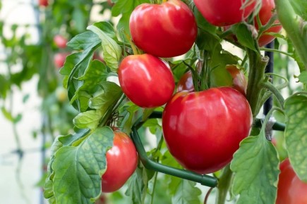 ������� ��������� ����������� �������: �� ������� �� ������