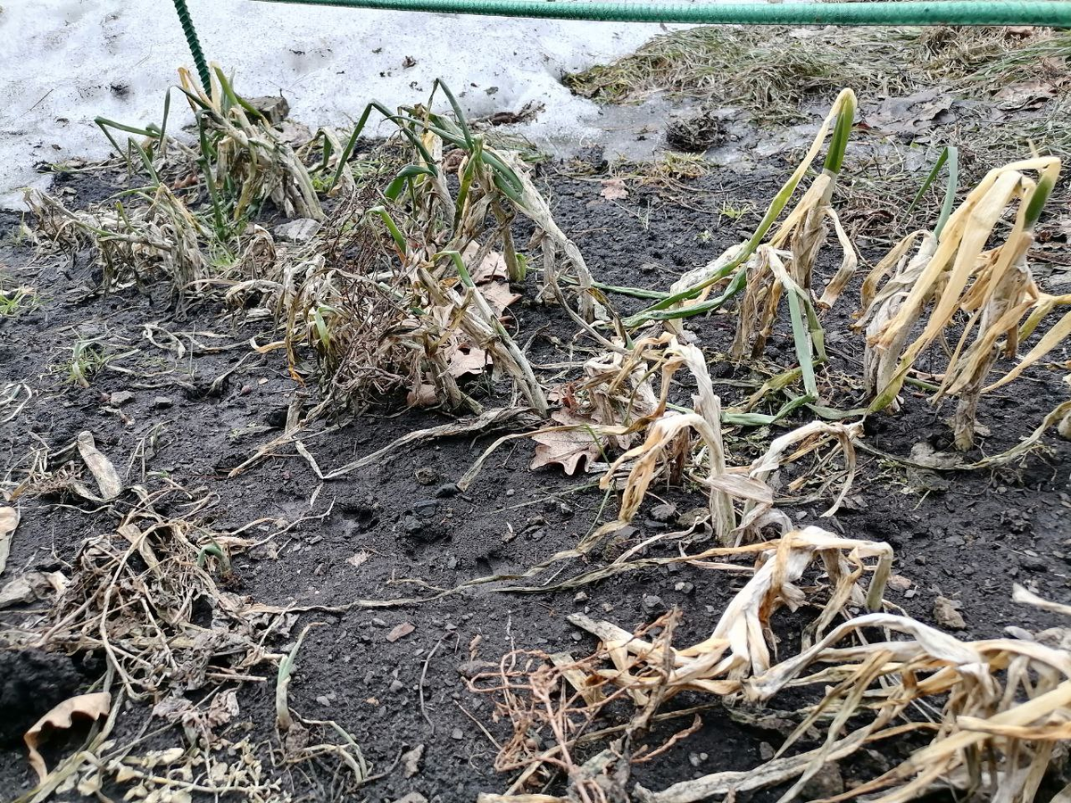 Лук батун: весна в Сибири и неожиданные успехи