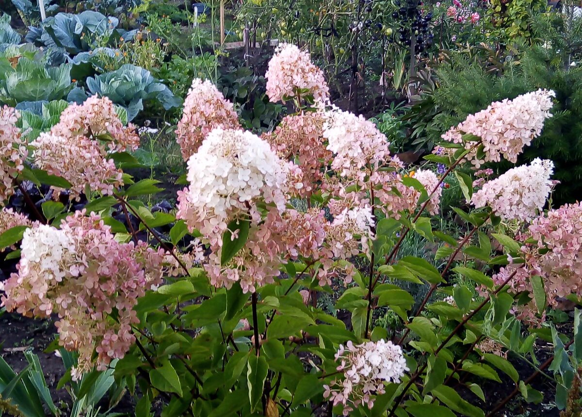 Очарование гортензий: как выбрать лучшие кустарники для вашего сада