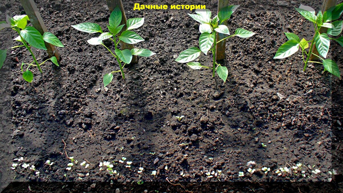 Как вырастить крепкую рассаду перца: секреты от подготовки до сбора урожая