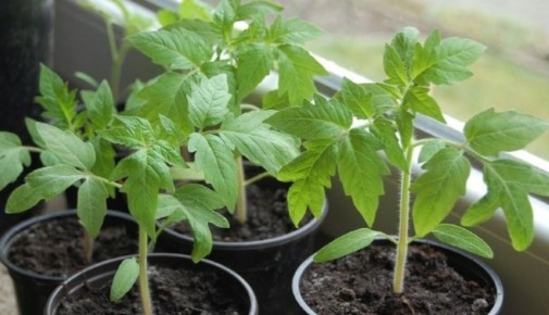 Как предотвратить болезни рассады томатов: советы для огородников