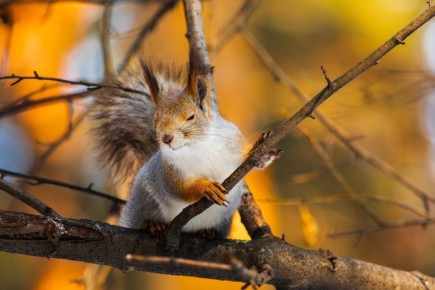 ������ ���������� �� ��� ����������