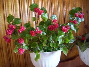 Бегонии: разнообразие видов и секреты ухода за ними