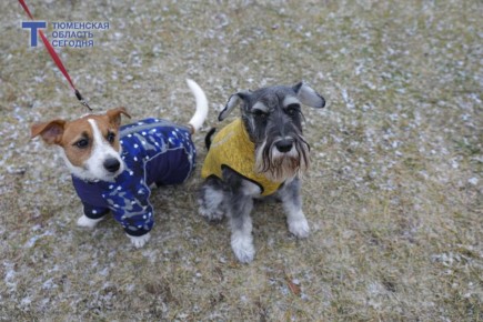 �������� ������: ������� ���������� �������� ����� ��-�� ����� �� ������