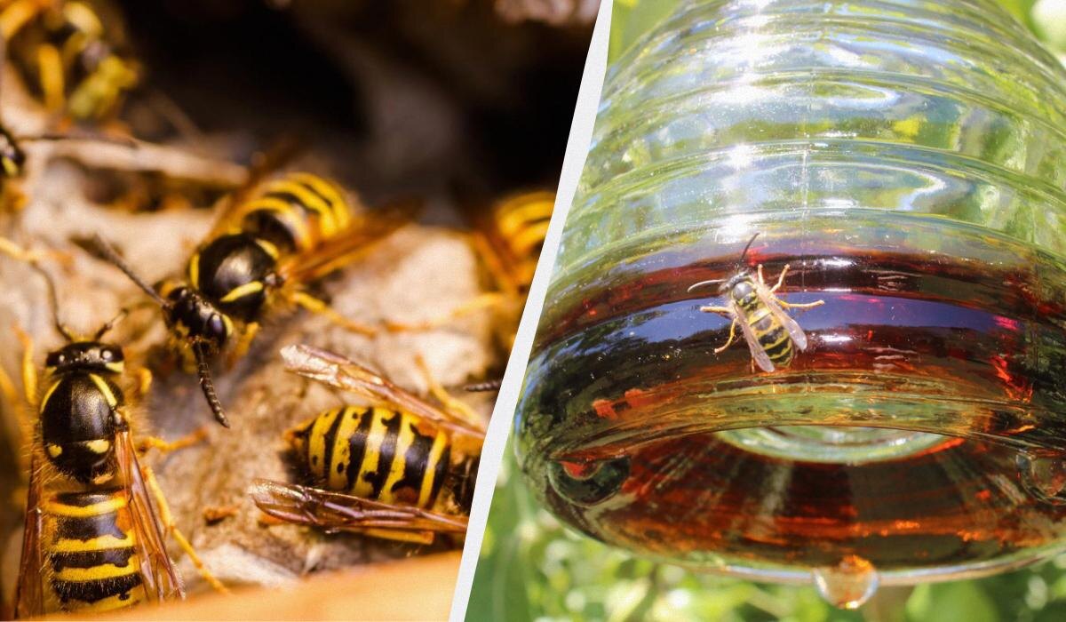 Не дайте осам шанса: пять доступных способов избавления от нежданных гостей