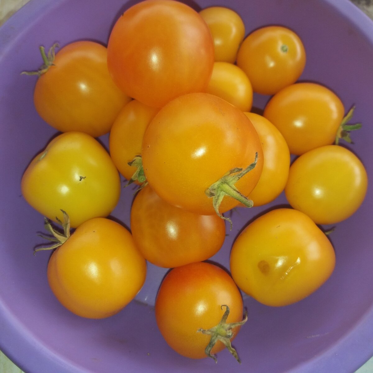 Секрет успешного урожая: как вырастить сладкие томаты "Янтарный 530"