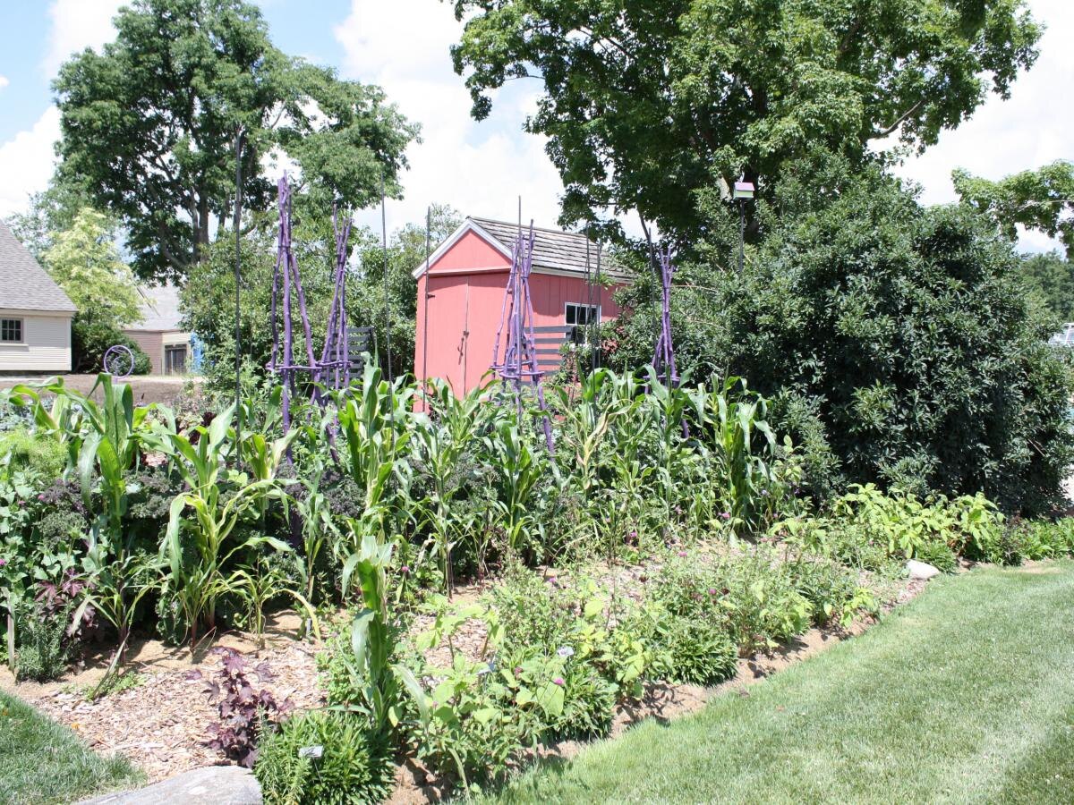 Не давайте своим растениям голодать: оптимальные удобрения для томатов