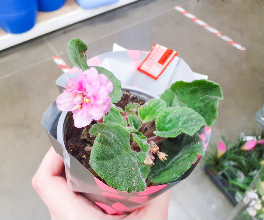 Как одна не самая удачная попытка спасти фиалку обернулась экспериментом