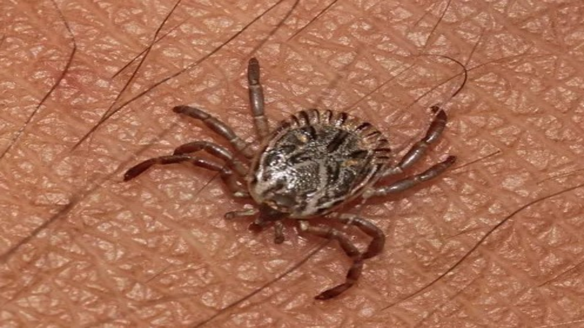 Защита от клещей: как избежать встречи с опасными паукообразными