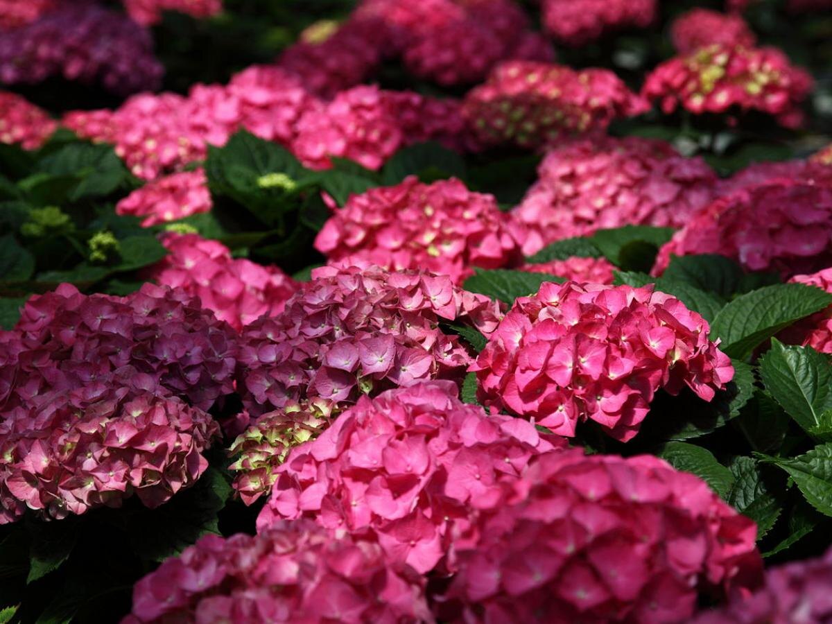 Секреты успешного черенкования гортензии, которые вы должны знать