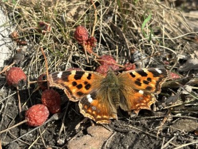 ������� � ������ ��������� � ��������