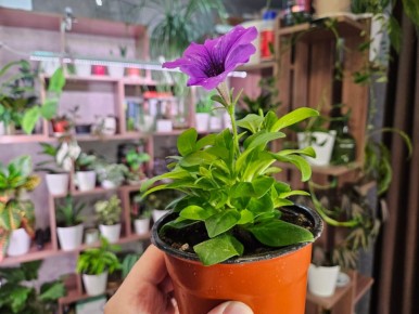 ���������, ������� ������� ��������� ��������� ������� � ���������� ������