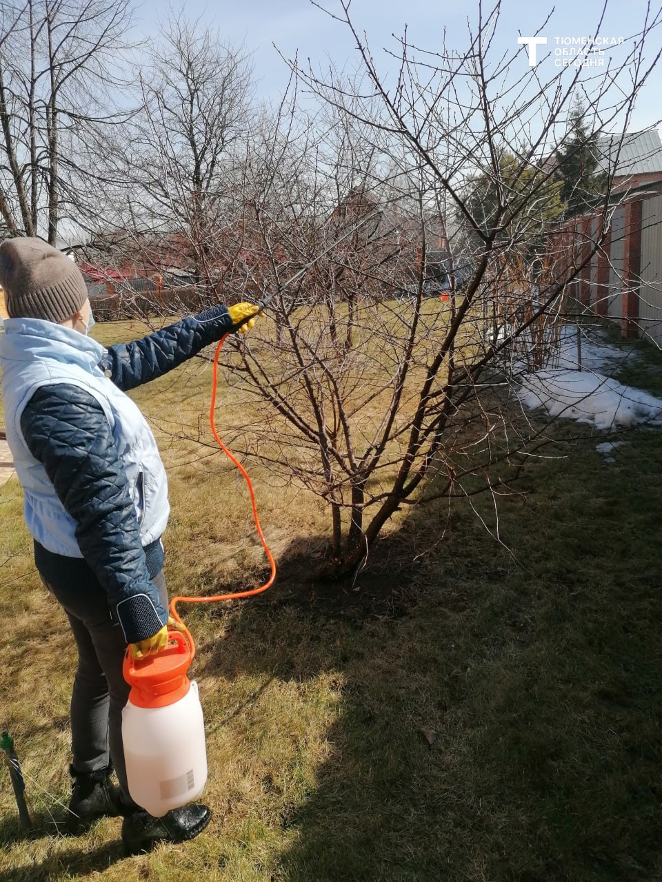 Почему вздутые почки на смородине — сигнал тревоги