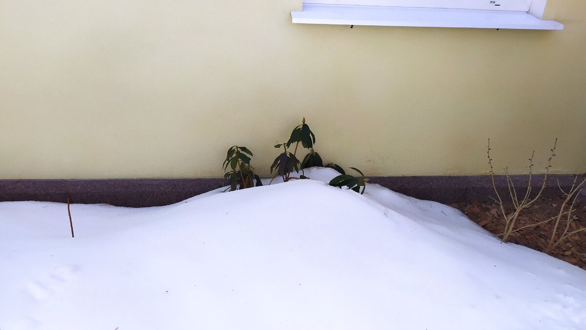 Забота о растениях: как отливание воды помогает весной