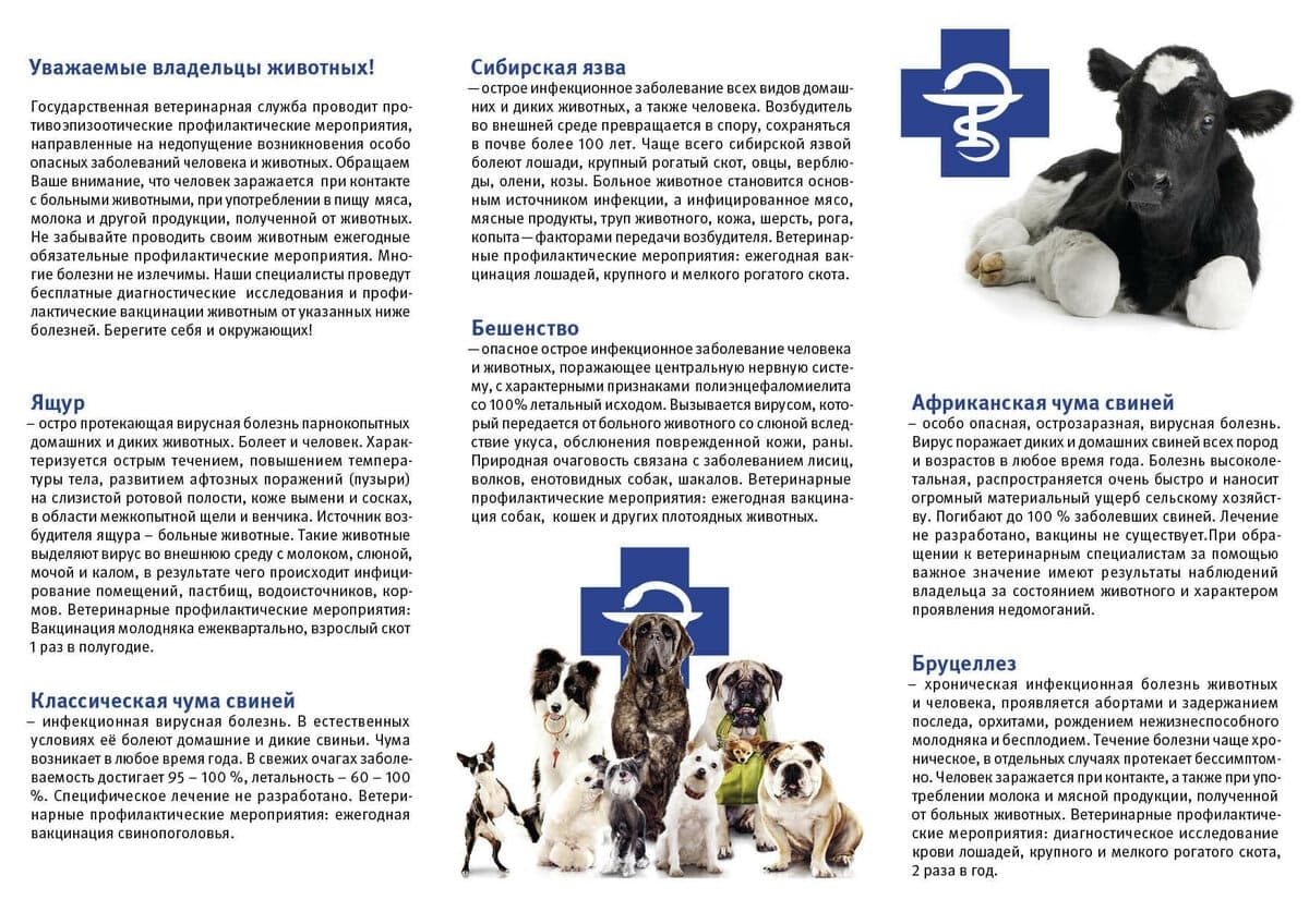 Уважаемые жители Тобольска и владельцы домашних животных!