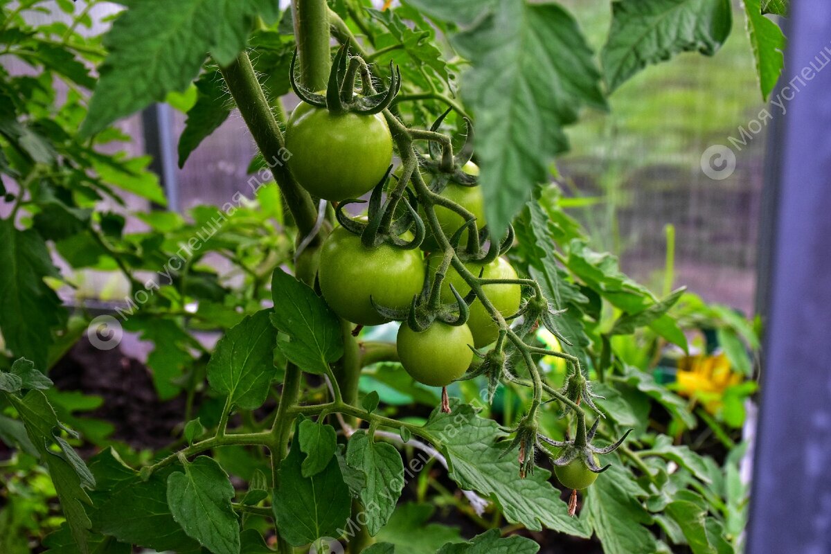 Как правильно подкармливать томаты в июне для получения богатого урожая