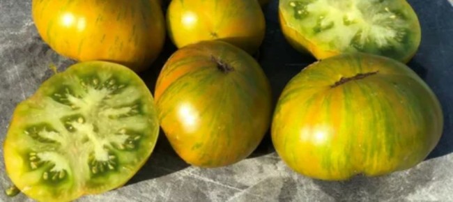 Томаты на 2026 год: выбираем лучшие сорта для вашего огорода