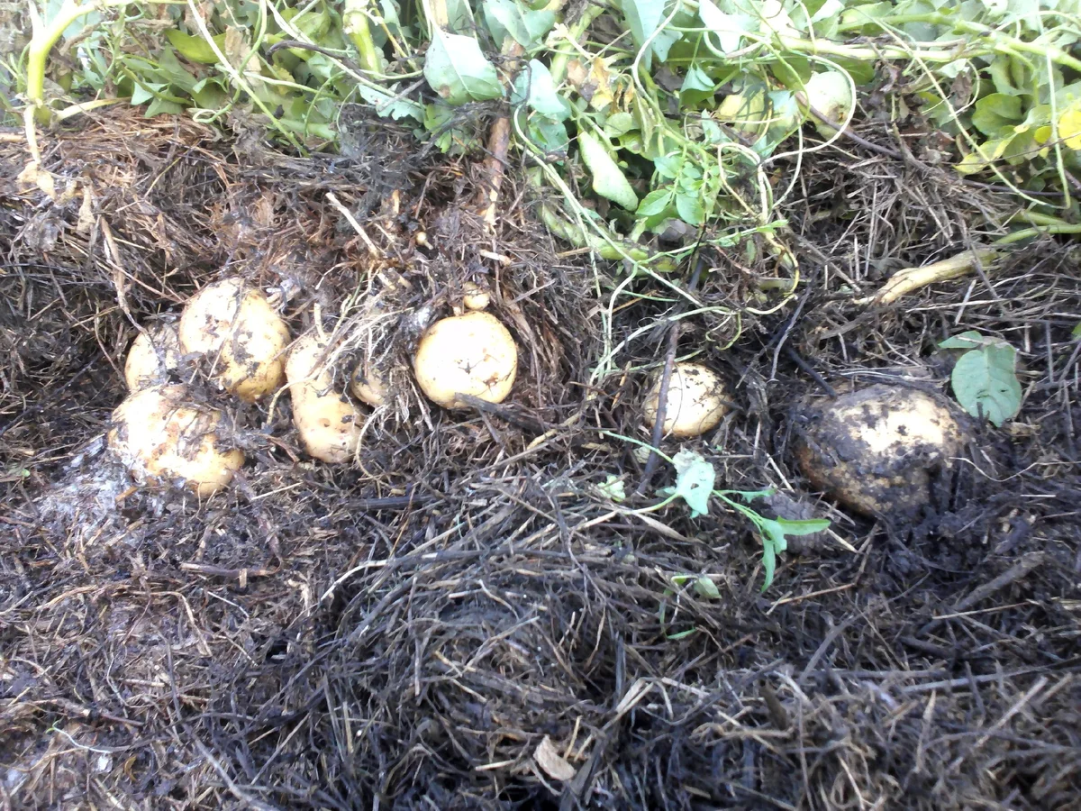 Ленивые методы посадки картофеля: секреты успешного урожая