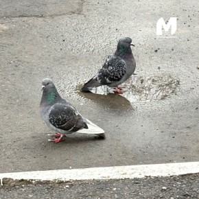 ����� �������� ������� � ������ � ����� ����������� ��������� � ��������� �������?