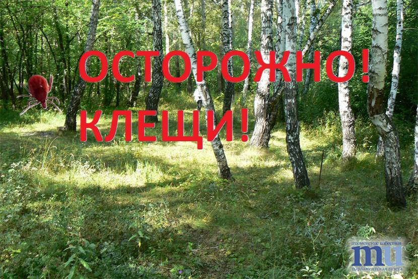 Тюменской области от клещей пострадало уже 34 человека