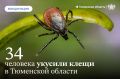В Тюменской области клещи покусали 34 человека