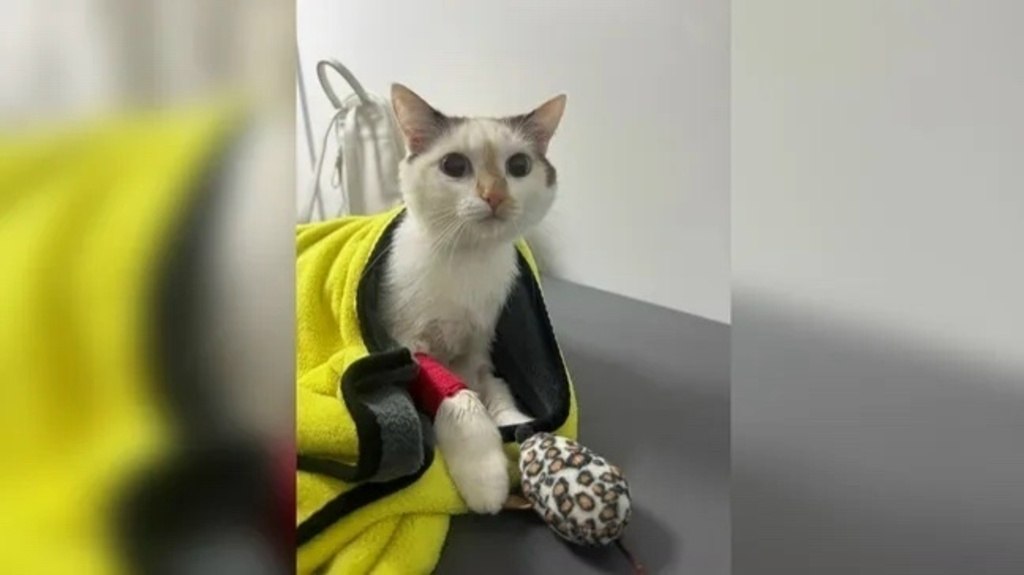 В Тюмени женщина обвинила персонал ветеринарной клиники Дарьи Суховой в смерти своей питомицы