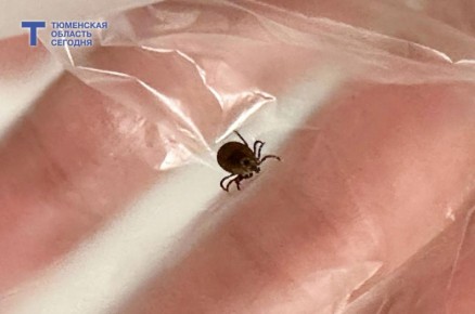 В Тюменской области от клещей пострадали уже 34 человека