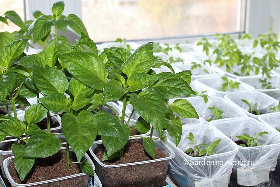 ������� �������� ������� �������� �����: ����� � ��� ������ �������