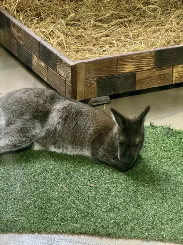 � ��������� �������� �������� �������