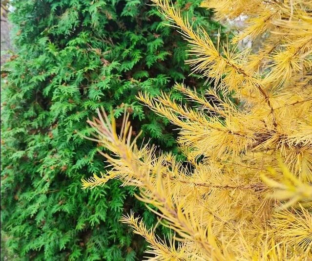 ��� ��������� ������� ������� �������� ��� ������ ����