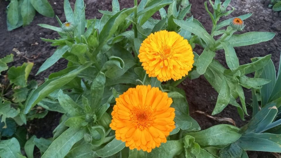 ��� ������� �������� ������ �� ���� �� ����������� ������