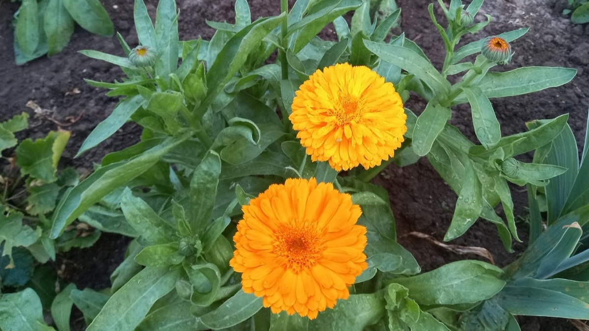 Как создать цветущую клумбу до зимы за минимальные деньги