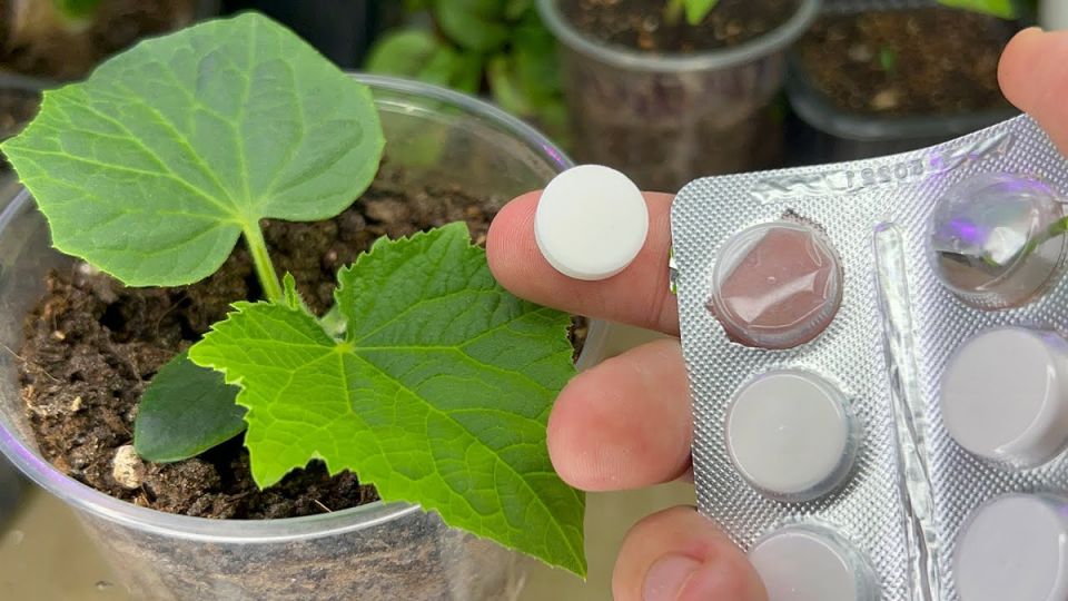 ���������� ���������: ��� ���� �������� ����������� ������ �����