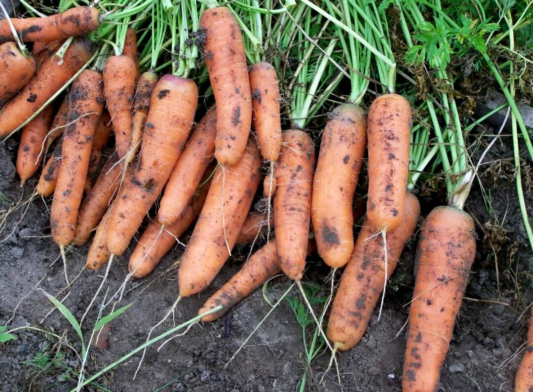 Секрет идеальной моркови: доступная подкормка для прекрасного урожая