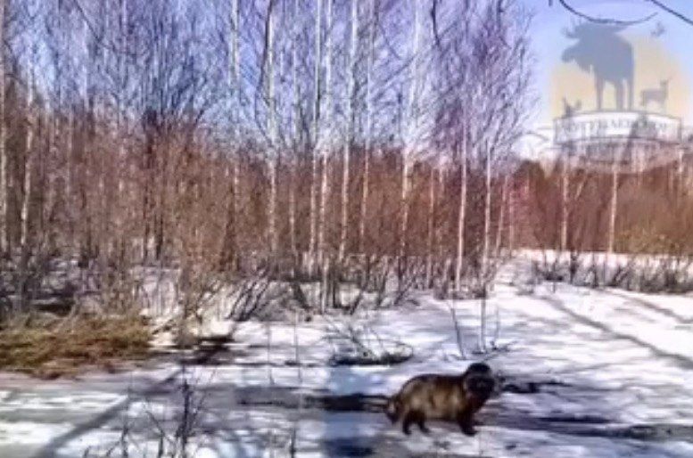 �������� ��������� ��������� �������