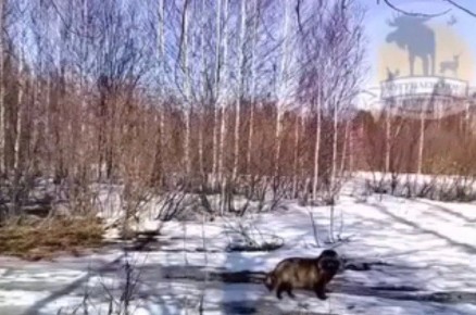 �������� ��������� ��������� �������