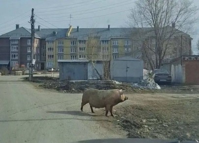 ����� �� ���� �������� � ������� �� ����������