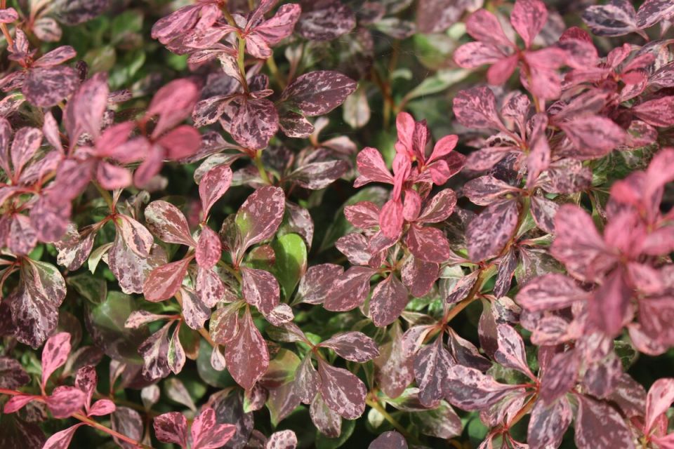 ����� ������ �� ������� ������� ������������ ��������