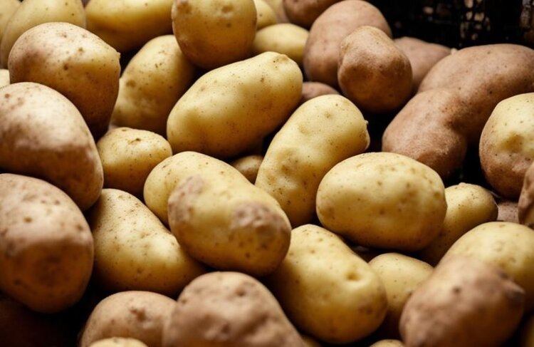 Как правильно решаются споры о семенном картофеле