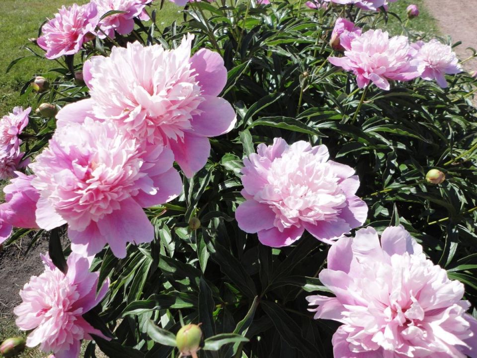 ����������� ��� �������: ������� ����� ���������, ������� �������� ����� ��������