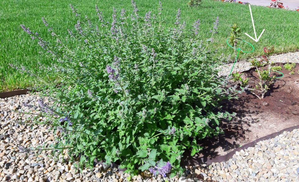 ������� ��������: ��������� �������� ��� ������ ����