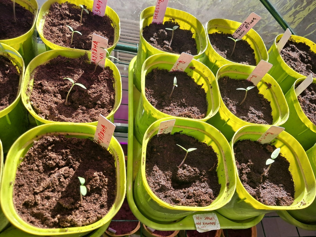 Как не ошибиться при подкормке рассады: секреты успешного роста