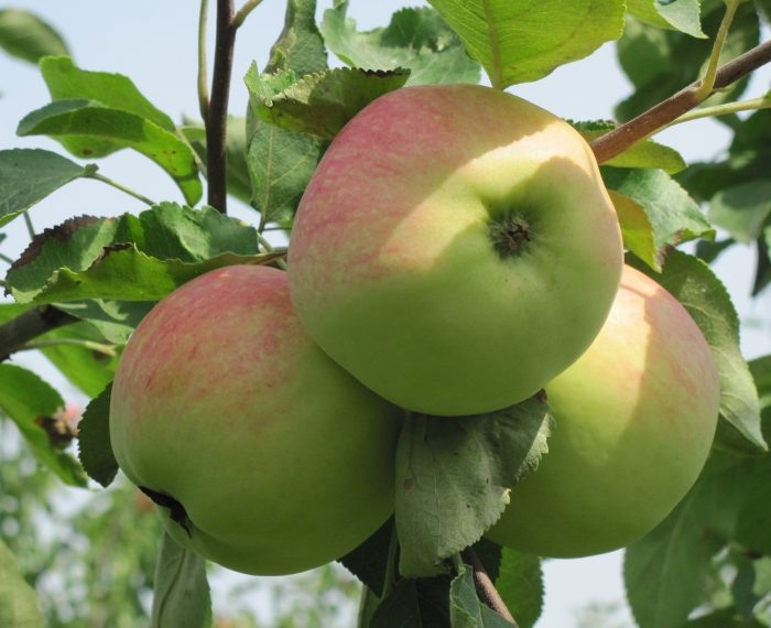 Розовое превосходное: летний сорт яблонь с ароматными плодами